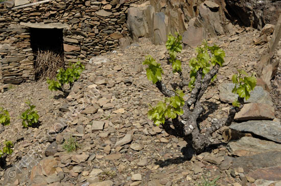 1809_BANYULS_CASOT